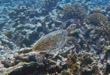 Hawksbill turtle swimming over the reef, Grande Soeur, Félicité, Seychelles. Image.