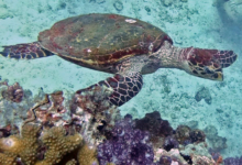 Hawksbill turtle swimming along coral reef, White Bank, Praslin, Seychelles. Image.