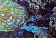 Hawksbill turtle foraging in reef, White Bank, Praslin, Seychelles. Image.