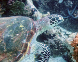 Adopt HS149 Name and adopt a sea turtle in the Seychelles, to support conservation. Image.