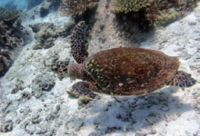 Hawksbill turtle swimming, Grande Soeur, Félicité, Seychelles. Image.