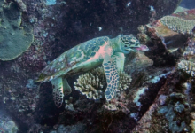 Hawksbill turtle foraging on a coral reef, Marianne, Félicité, Seychelles. Image.