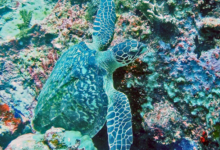 Hawksbill turtle foraging on rocks, Marianne, Félicité, Seychelles. Image.