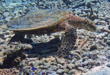 Hawksbill turtle foraging on a reef, Marianne, Félicité, Seychelles. Image.