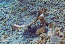 Hawksbill turtle on reef, Félicité, Seychelles. Image.