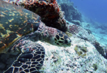 Hawksbill turtle, Booby Rock, Praslin, Seychelles. Image.