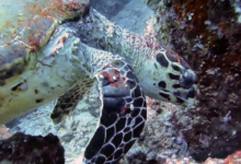 Hawksbill turtle foraging on the reef, Whale Rock, Praslin, Seychelles. Image.