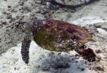 Hawksbill turtle swimming over the reef, Booby Rock, Praslin, Seychelles. Image.
