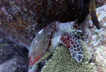 .Hawskbill turtle foraging on a reef, White Banks, Praslin, Seychelles Image.