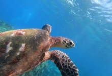 Adopted hawksbill turtle in the Seychelles. Image.