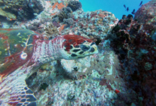 Hawksbill turtle, Ave Maria, Praslin, Seychelles. Image.