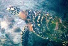 Hawksbill turtle, Anse Peniche, Félicité, Seychelles. Image.