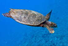 Hawksbill, Grande Soeur, Félicité, Seychelles. Image.