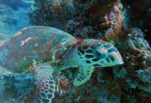 Hawksbill turtle on reef, Channel Rock, Praslin, Seychelles. Image.