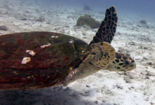 Hawskbill turtle swimming over sand, White Banks, Praslin, Seychelles. Image.