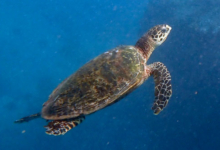 Hawksbill turtle swimming in the blue, Helicopter Pad, Félicité, Seychelles. Image.