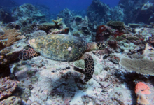 Hawskbill turtle swimming over reef, Marianne, Félicité, Seychelles. Image.