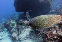 Hawskbill turtle swimming over the reef, Marianne, Félicité, Seychelles. Image.