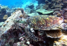 Hawksbill turtle swimming along a reef, Albatross, Félicité, Seychelles. Image.
