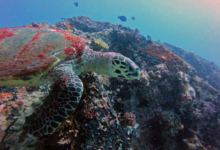Hawksbill turtle swimming over a rock, Praslin, Seyhelles. Image.