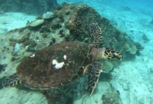 Adopted turtle, Seychelles. Image.