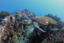 Hawksbill turtle siwmming over a reef, Channel Rock, Praslin, Seychelles. Image.