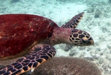 Hawksbill turtle, Grande Soeur, Félicité, Seychelles. Image.