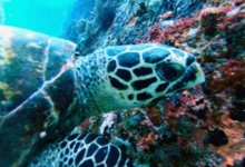 Hawksbill turtle foraging, White Bank, Praslin, Seychelles. Image.