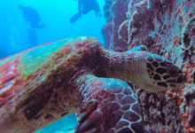 Hawksbill turtle feeding, White bank, Praslin, Seychelles. Image.