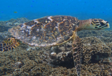 Adopted hawksbill turtle, Seychelles. Image