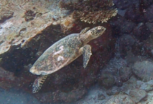 Hawksbill turtle swimming, Grande Soeur, Félicité, Seychelles. Image.