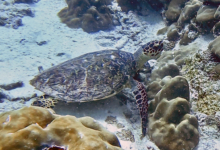 Adopted hawksbill turtle, Seychelles. Image
