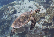 Adopted hawksbill turtle in the Seychelles. Image