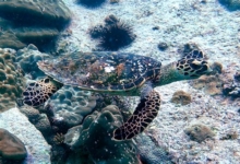 Hawksbill turtle swimming over the reef, Grande Soeur, Félicité, Seychelles. Image.