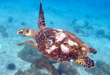 Hawksbill turtle swimming, Petite Soeur, Félicité, Seychelles. Image.