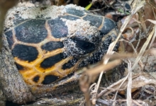 Female hawksbill nesting on the beach, Anse la Cour, Félicité, Seychelles. Image.