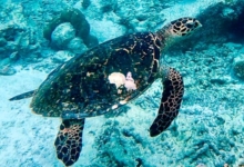 Hawksbill turtle, Grande Soeur, Félicité, Seychelles. Image.