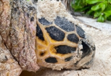 Female hawksbill turtle nesting, Grand Anse, Félicité, Seychelles. Image.