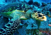 Hawksbill turtle, Booby Rock, Praslin, Seychelles. Image.