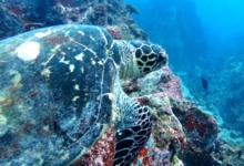 Hawksbill turtle, Marianne, Félicité, Seychelles. Image.