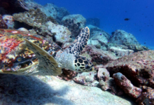 Hawksbill turtle swimming, Booby Rock, Praslin, Seychelles. Image.