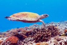 Hawksbill turtle swimming over a coral reef, Grande Soeur, Félicité, Seychelles. Image.