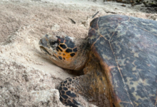 Hawksbill turtle nesting, Grand Anse, Félicité, Seychelles. Image.