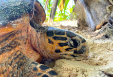 Name and adopt a turtle from the Seychelles to support conservation. Image.