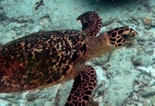 Hawksbill turtle, Petite Soeur, Félicité, Seychelle. Image.