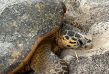 Nesting female hawksbill, Grand Anse, Félicité, Seychelles. Image.