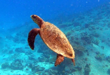 Hawksbill turtle swimming, Grand Soeur, Félicité, Seychelles. Image.