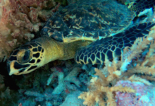 Juvenile hawksbill resting in the reef, Petite Soeur, Félicité, Seychelles. Image.