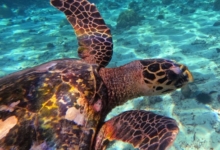 Hawksbill turtle, Petite Soeur, Félicité, Seychelles. Image.