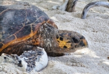 Nesting hawksbill in the Seychelles. Image.